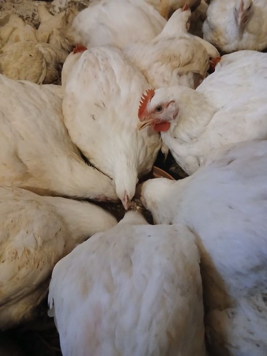 OstatnieKurczaki  3-3,5