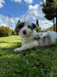 Szczeniak border collie