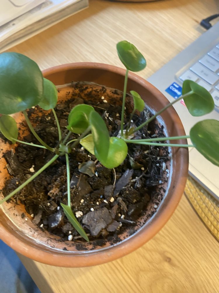 Pieniążki Pilea