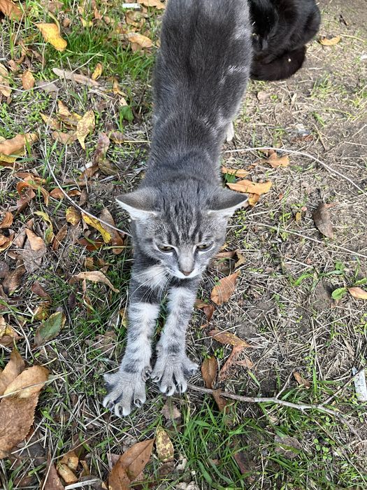 Котенок мальчик