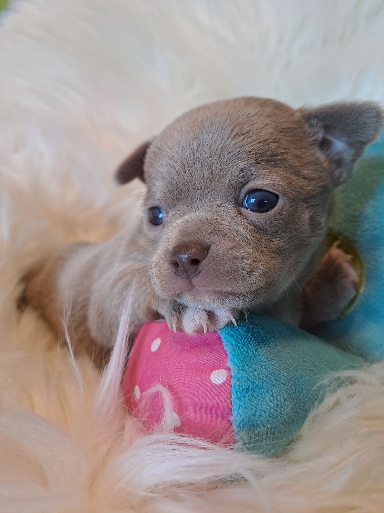 **SILVER** piesek chihuahua liliowy do rezerwacji