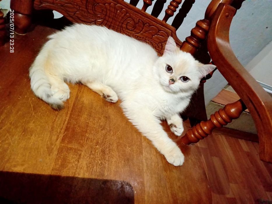 Do pilnej adopcji