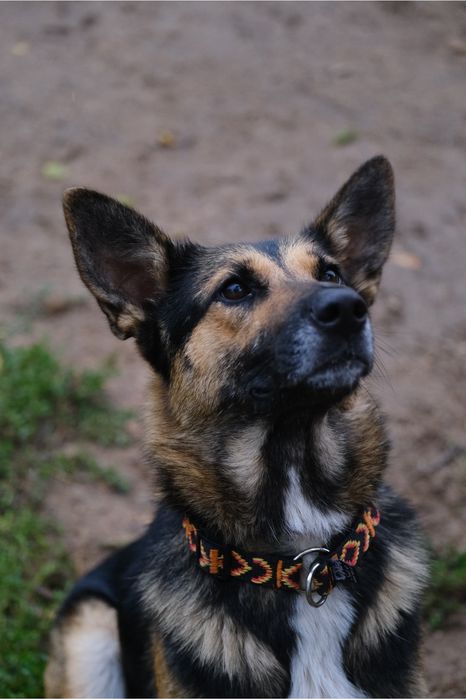 oddam pieska pieski w typie owczarka niemieckiego a drugi mix z akitą