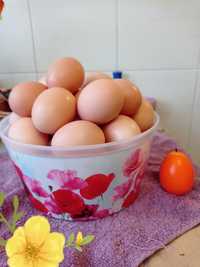 Домашні курині яйця