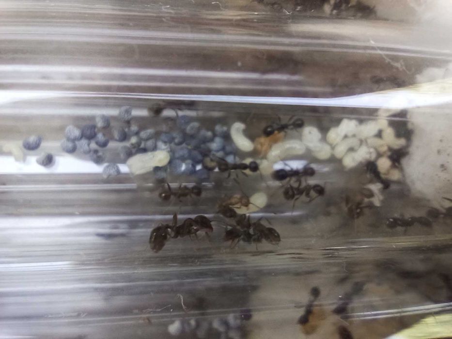 Мурахи Messor Structor, мурахи женці, муравьи жнецы, мессор структор