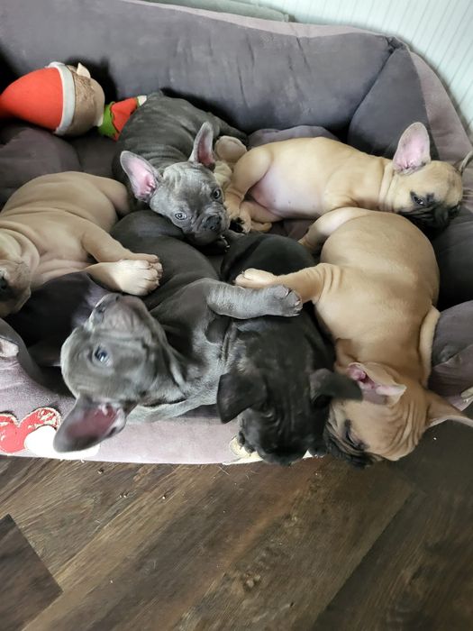 Buldog francuski