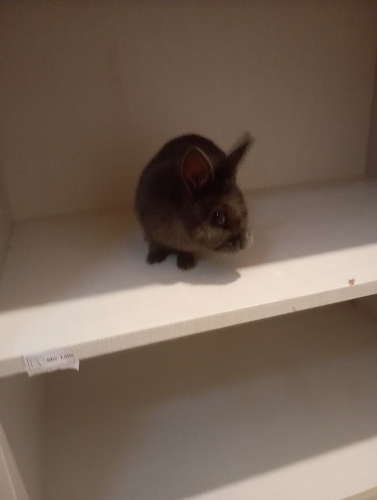 Mini holandês vacinado