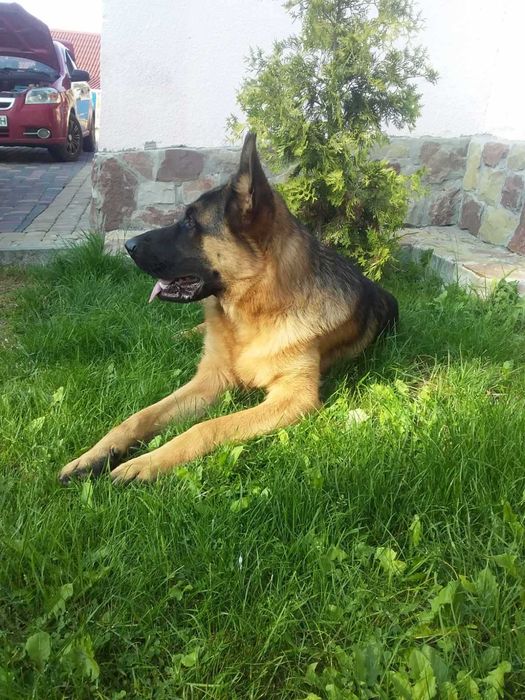 Цуценята породи Німецька вівчарка