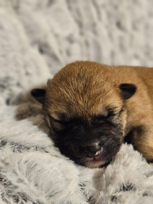 Shiba Inu dziewczynka - ZKwP FCI rezerwacja