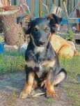 Szczeniak do adopcji!