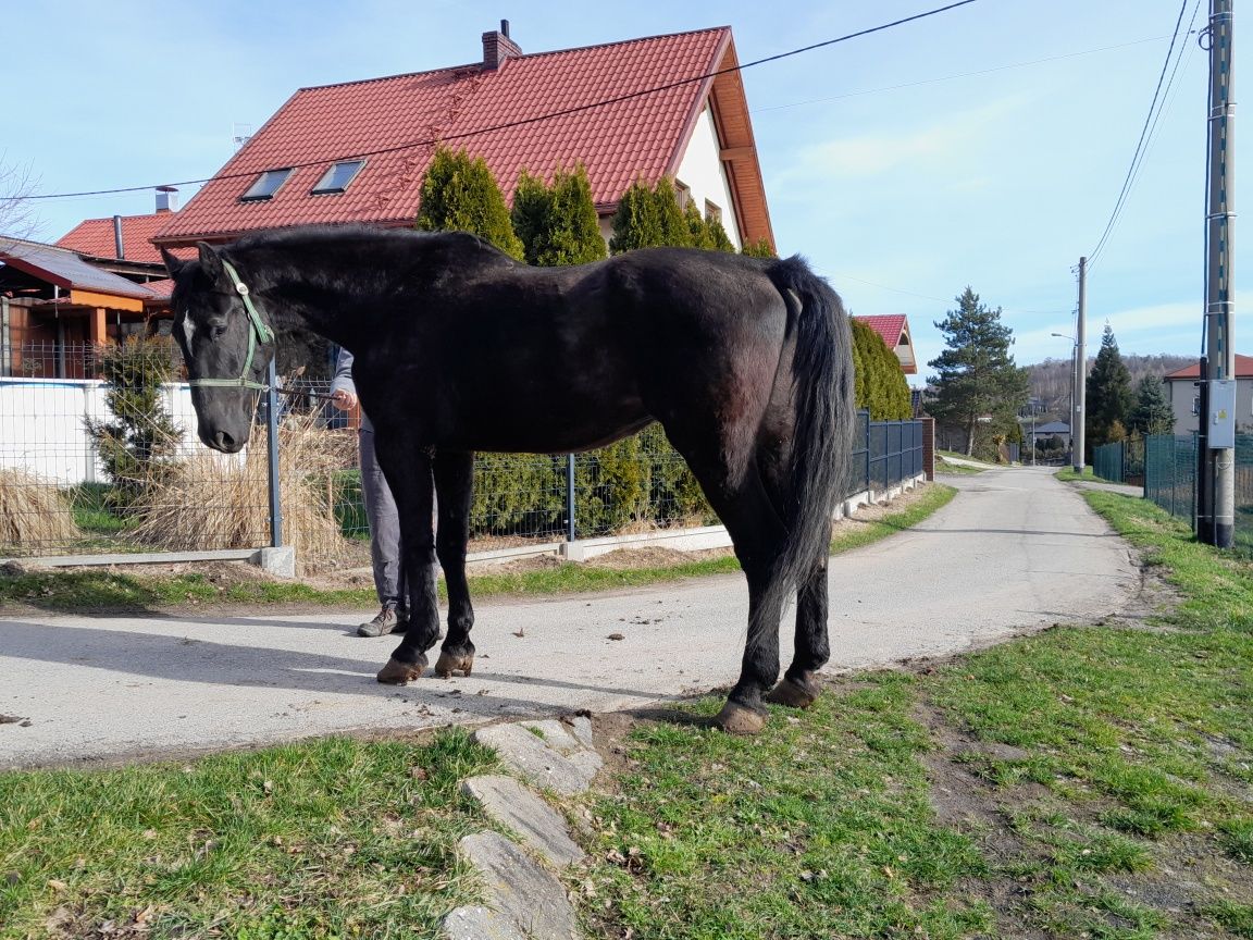 Wałach  12l 185cm zaprzeg  siodło