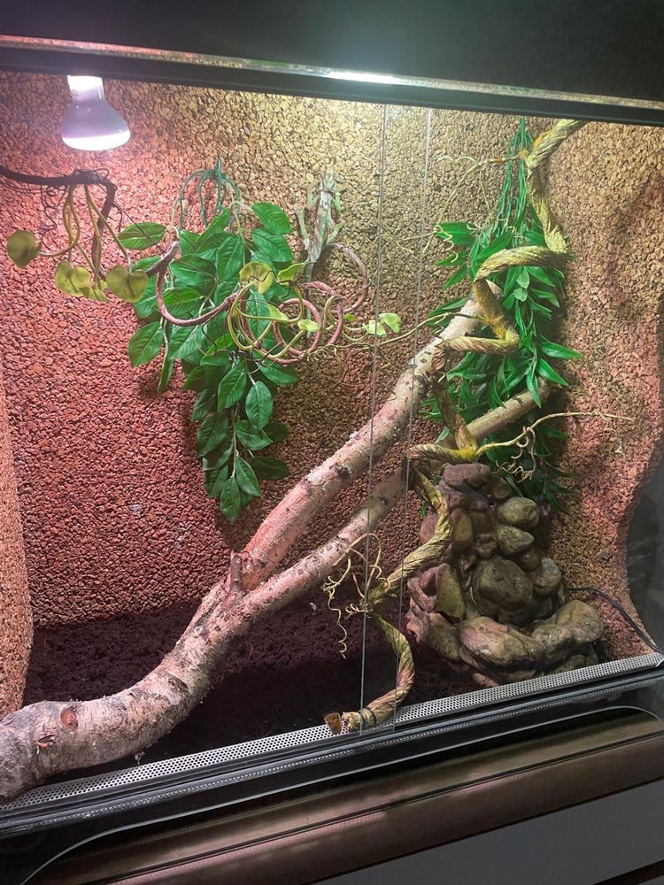 Terrarium dla kameleona i nie tylko