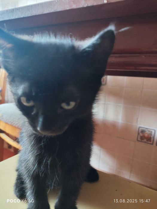 отдам даром котят