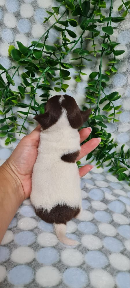 Estupendo Chihuahua de Qualidade. Linhagem Russa