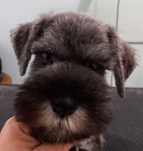 Schnauzer Mini Qualidade Entrega Norte
