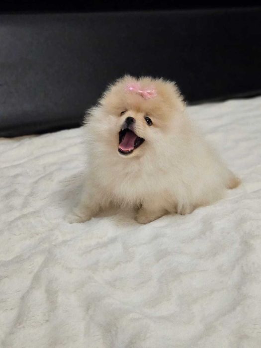 Piękna suczka  Pomeranian szpic miniaturowy kolor cream FCI