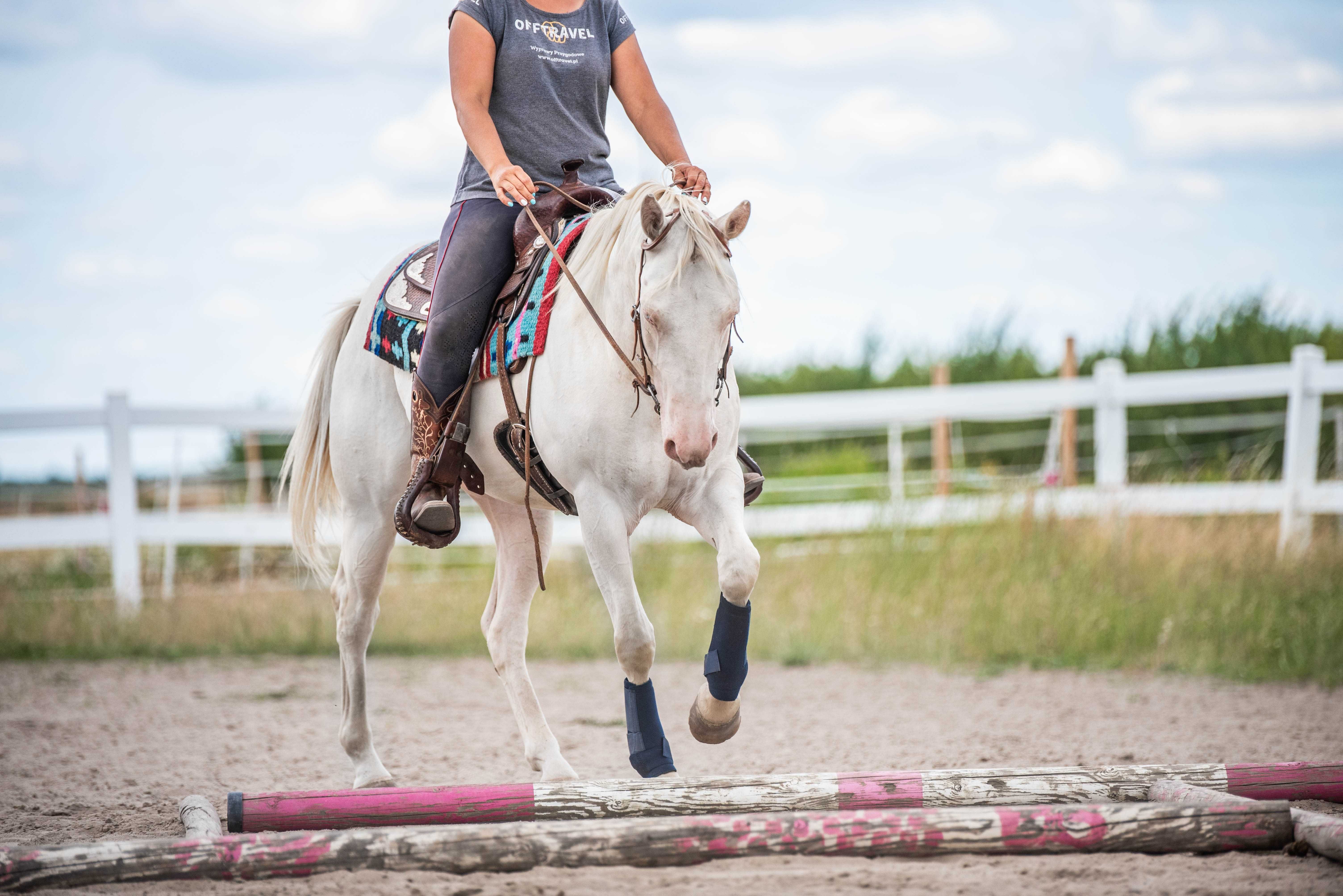 Wałach AQH American Quarter Horse cremello