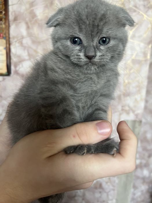 Продам шикарных котят