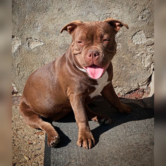 American Bully Pocked suczka ABKC