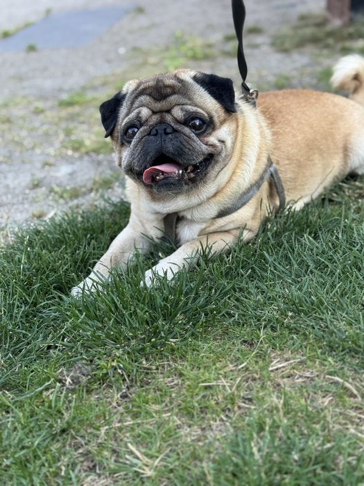 Мопс Тедді для вязки