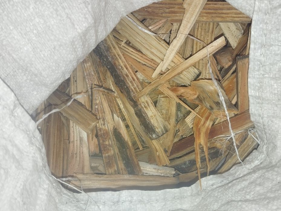 Соснова смільна лучина