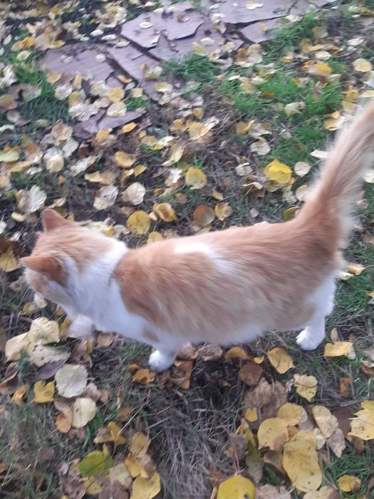 Лагідний котик шукає добрих господарів.