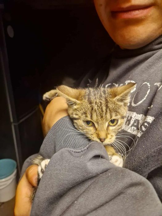 3 miesięczne kocięta zaszczepione kuwetowe oddam