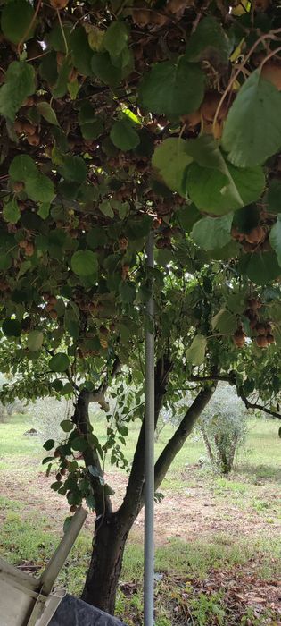 Vendo kiwi 1,5euros/kg