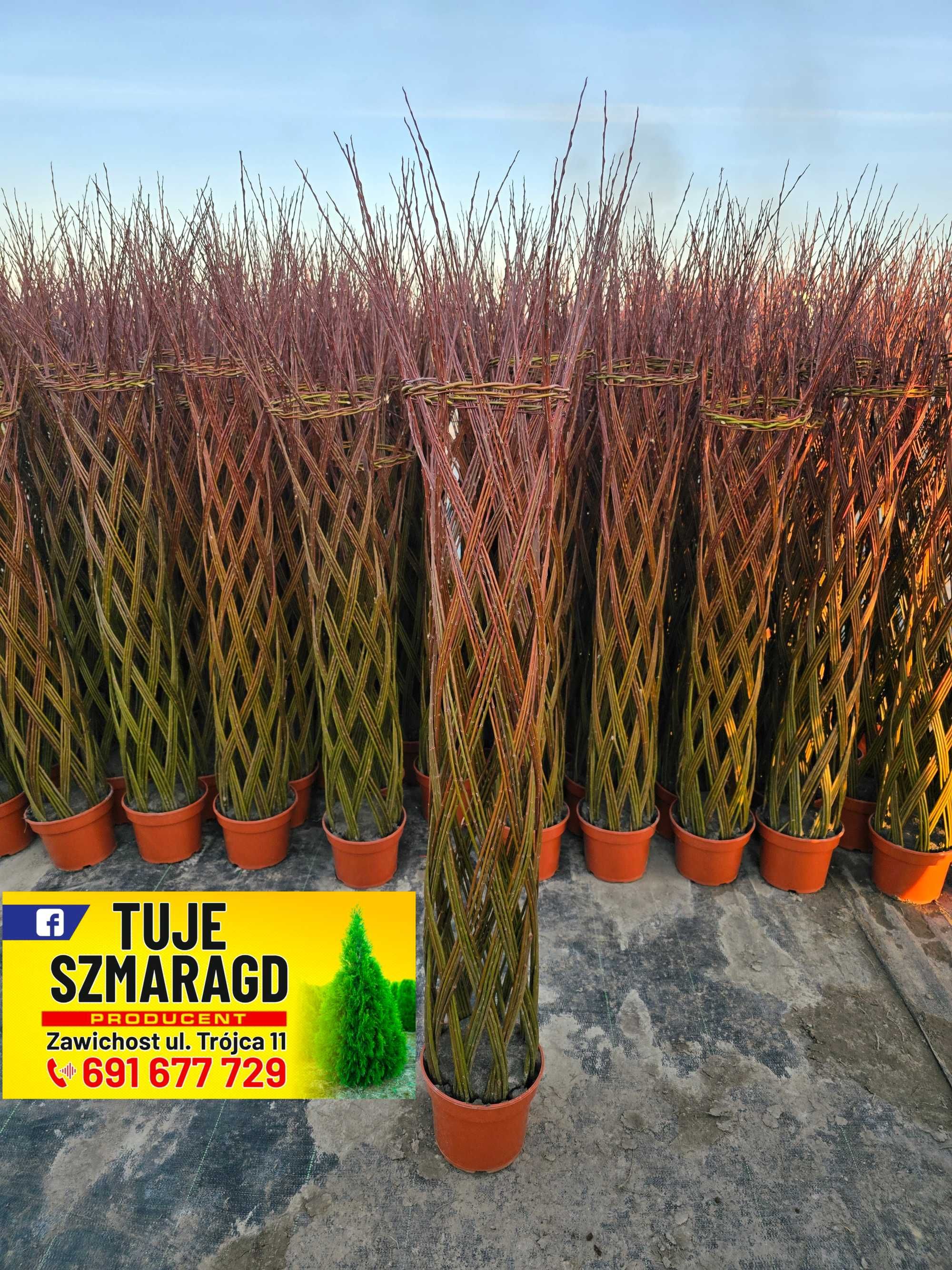 Wierzba pleciona Salix Americana 170cm Polska palma