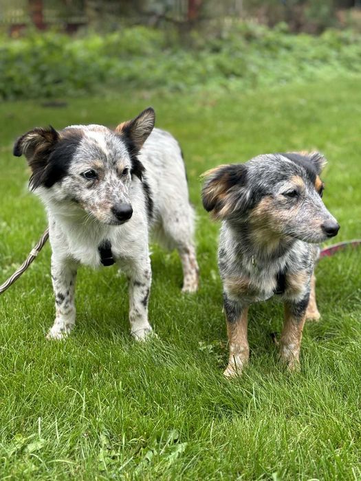 Dwa przecudne maluchy szczeniaki czekają na dom