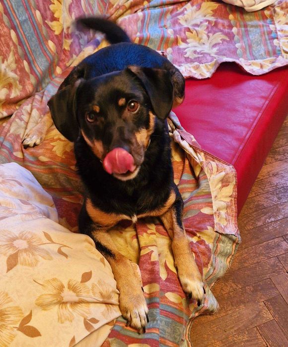 Młodziutki, wesoły, przyjazny Oluś czeka na domek. Adopcja!