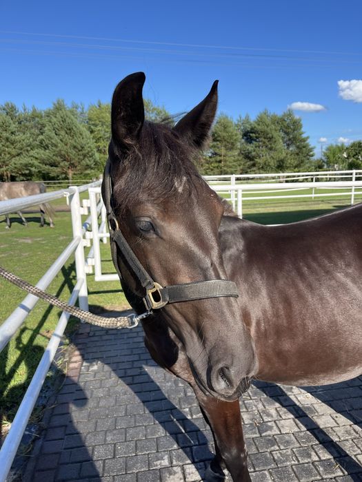 Młoda klacz na sprzedaż