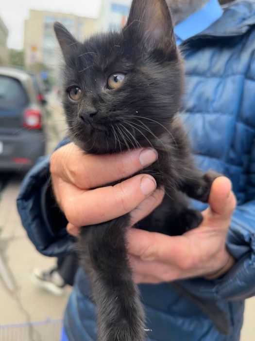 Віддам кошенят, 2 котика 1 кішечка