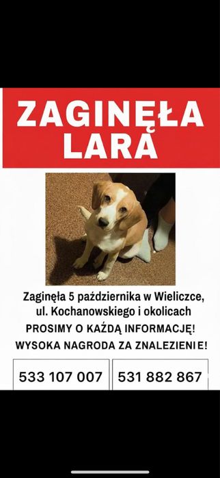 WYSOKA NAGRODA DLA ZNALAZCY! - zaginela Lara w typie beagle bikolor