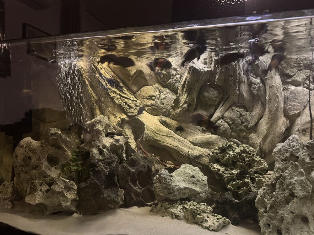 Akwarium ,,,Tropheus bemba i ikola dorosle stado z mlodymi