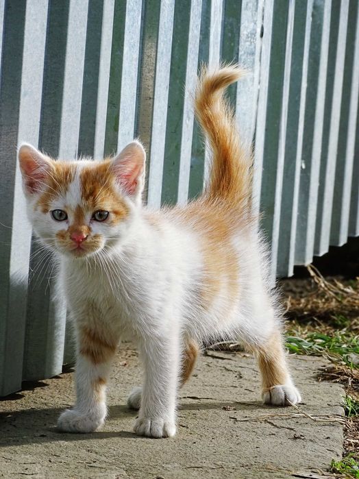 Oddam rude kotki w dobre ręcę