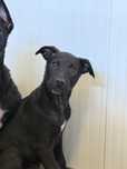 Cachorra 3 meses para adoção