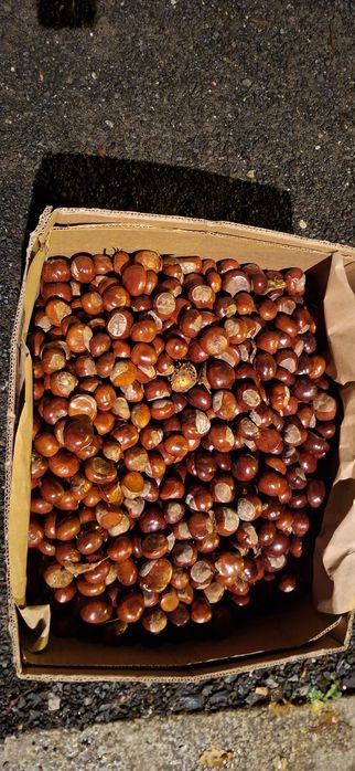 Kasztany do przedszkola karton 15 kg