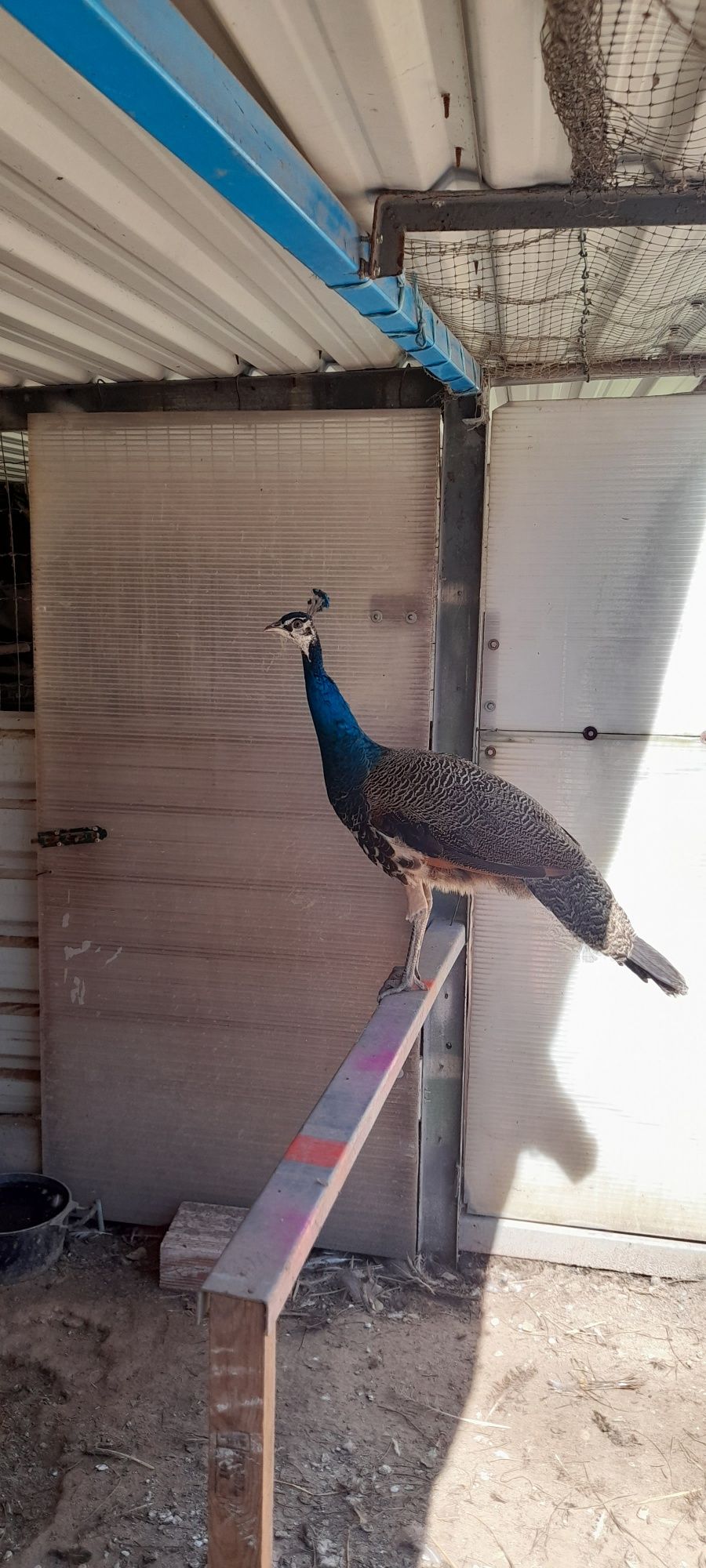 Vendo Pavões Machos de várias raças