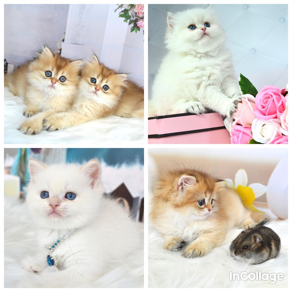 Британські котята золота шиншила