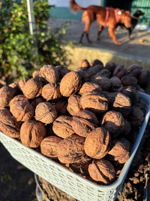 Vendemos nozes de produção própria