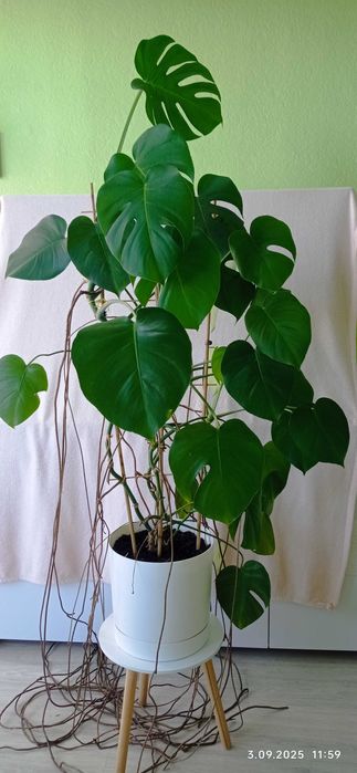 Duży kwiat doniczkowy