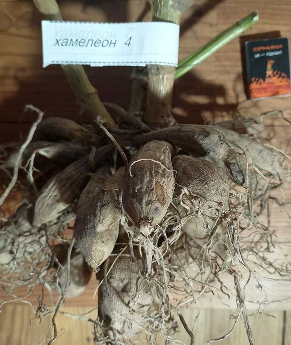 жоржини/георгини 1 (сорт хамелеон)