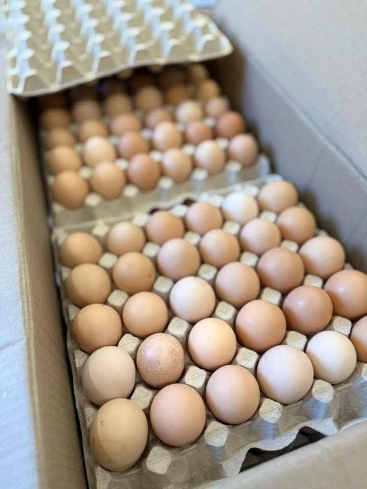 Інкубаційні яйця Бройлера Кобб-500