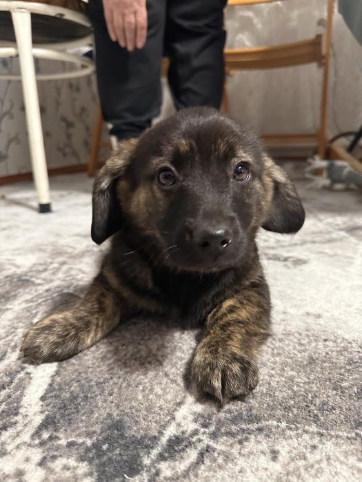 Коргі помість 2 міс