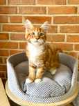 Isabella Magnus*PL - kotka rasy Maine Coon szuka nowego domu :)
