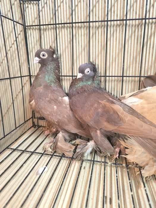 Gołębie ozdobne wywrotki