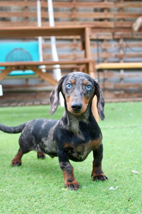 Teckel macho com lop