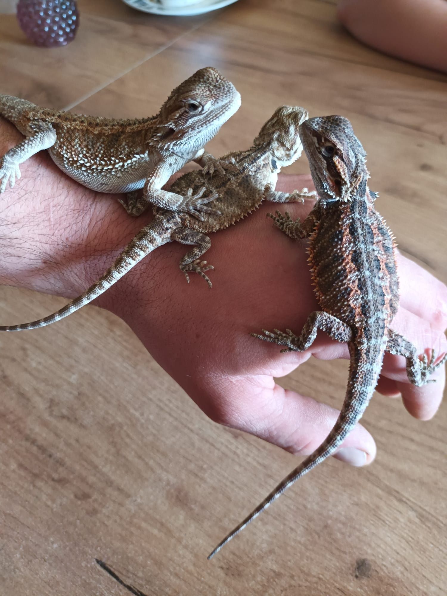 Agama brodata Hypo green genetic stripe