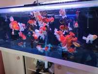 Welon Oranda sklep zoologiczny Pirania Olsztyn
